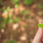 Proteção ambiental